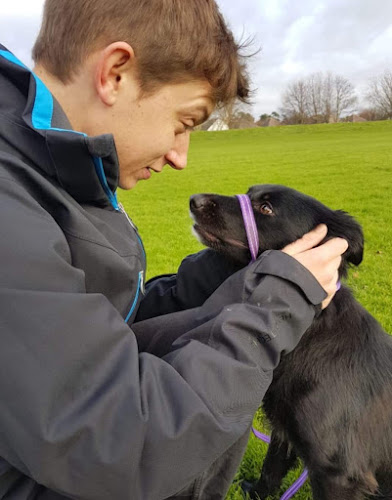 Bournemouth Dog Walking - Padfields - Dog trainer