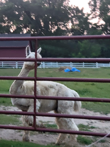 Alpaca.Com