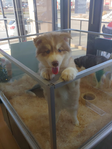 Pet Store «Perfect Pets», reviews and photos, 6840 S University Blvd #410, Centennial, CO 80122, USA