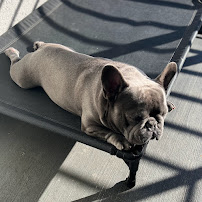 Pet-Tech Sitting by Michelle - Photo 3 - Car repair in Sherman Oaks, CA, Los Angeles