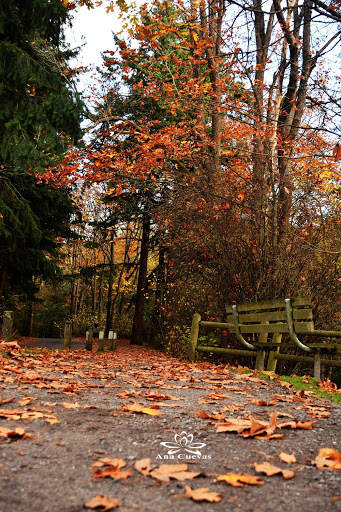 Park «Carkeek Park», reviews and photos, 950 NW Carkeek Park Rd, Seattle, WA 98177, USA