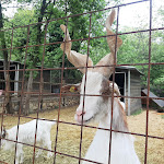 Photo n°1 de l'avis de federico.a fait le 18/06/2022 à 04:32 sur le  Pietra Cavalla à Castelletto