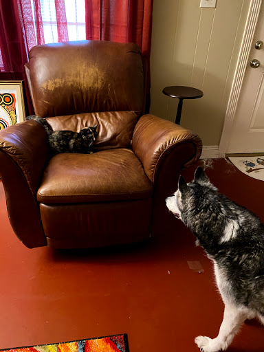 Pet Supply Store «Pet Supermarket», reviews and photos, 2370 Hillcrest Rd Unit E, Mobile, AL 36695, USA