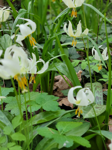 Park «Willamette Heights Park», reviews and photos, 508 Valley View, Springfield, OR 97477, USA