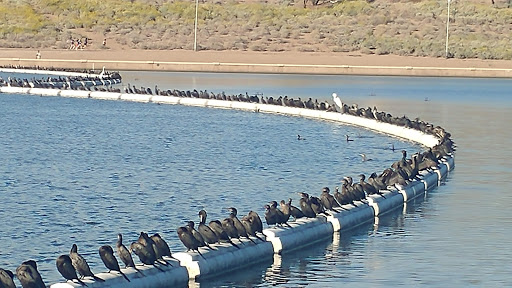 Park «Tempe Beach Park», reviews and photos, 80 W Rio Salado Pkwy, Tempe, AZ 85281, USA