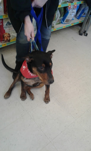 Pet Supply Store «PetSmart», reviews and photos, 278 New Britain Ave, Plainville, CT 06062, USA