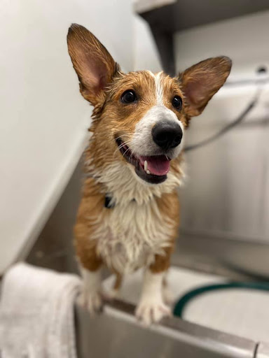 Pet Groomer «The Pet Bow-Tique», reviews and photos, 47 S Central Ave, Oviedo, FL 32765, USA