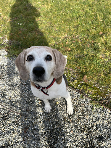 educationcaninebasvalais - Hundeschule