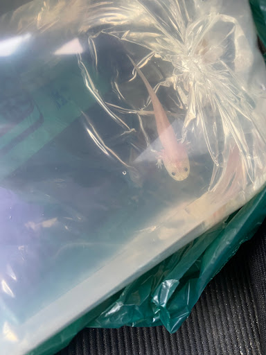 Tropical Fish Store «Aquatic Treasures», reviews and photos, 3211 N Tenaya Way #107, Las Vegas, NV 89129, USA