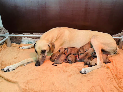 Tierärzte forchheim.vet unter Hausen, Bayern