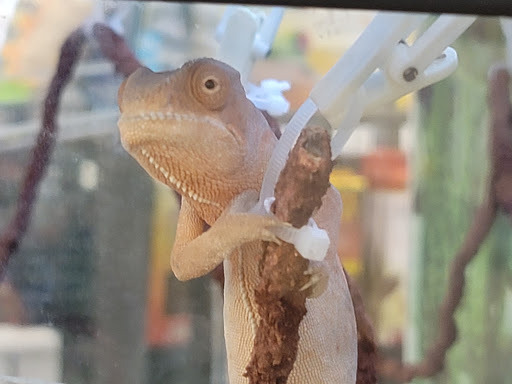 Pet Supply Store «Petco Animal Supplies», reviews and photos, 1419 Towne Square Blvd NW, Roanoke, VA 24019, USA