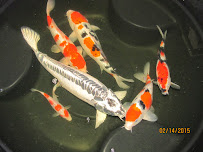 Alanka Koi - Photo 9 - Car repair in Pembroke Pines, FL, Pembroke Pines