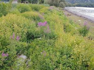 Stewart Park - photo 64