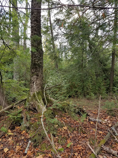 Nature Preserve «Teichner Preserve: The Leelanau Conservancy», reviews and photos, 5234 S Lime Lake Rd, Cedar, MI 49621, USA