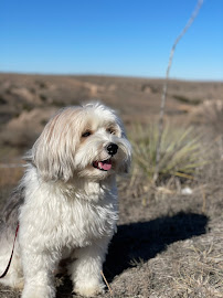 K9 Wellness Academy - Photo 6 - Car repair in Yorba Linda, CA, Anaheim