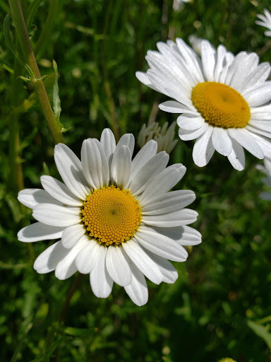 Nature Preserve «Fort Sheridan Forest Preserve», reviews and photos, 117 Sheridan Rd, Lake Forest, IL 60045, USA