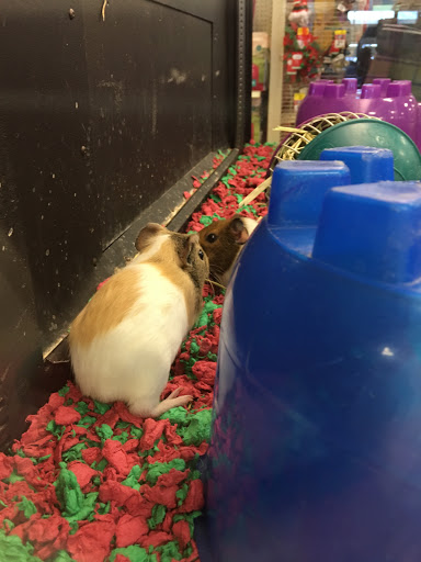 Pet Supply Store «PetSmart», reviews and photos, 7177 SE 29th St, Midwest City, OK 73110, USA