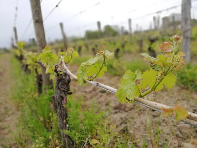 Vignoble Paul Barre. Château La Grave à Fronsac