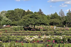 Maplewood Rose Garden image