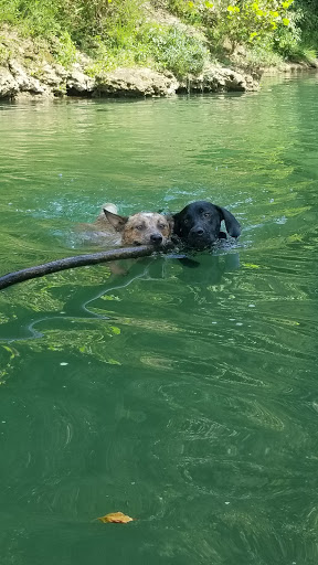 Horseback Riding Service «Long C Trails», reviews and photos, 8959 Hanes Rd, Westmoreland, TN 37186, USA