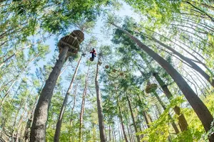 Forest Adventure - Beppu image