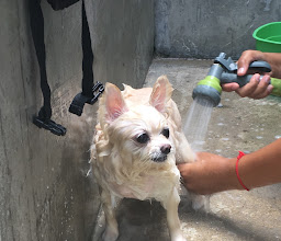 iTube Saline Pool for K9 photo