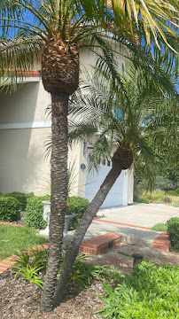 SA Tree Care & Maintenance - Photo 4 - Car repair in , Escondido