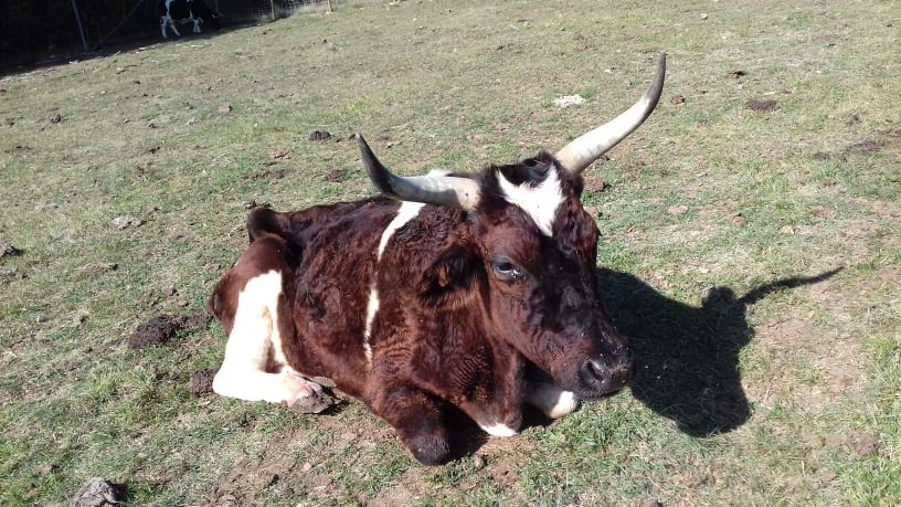 Photo n° 13 de l'avis de lusignan.n fait le 26/10/2018 à 04:59