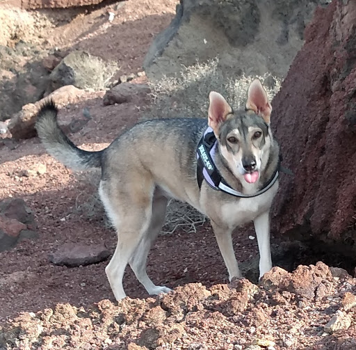 Timanfaya Clínica Veterinaria en Arrecife