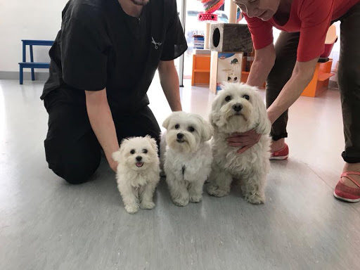 Centro Veterinario Nexo Loscertales Sevilla en Sevilla