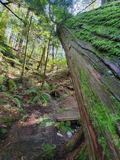 Performing Arts Theater «Kitsap Forest Theater», reviews and photos, 3000 Seabeck Hwy NW, Bremerton, WA 98312, USA