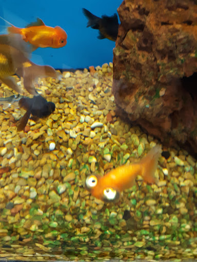 Pet Supply Store «Petco Animal Supplies», reviews and photos, 175 Grandview Blvd #600, Madison, MS 39110, USA