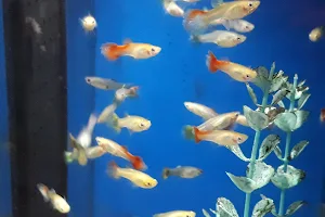 Waterworld (aquarium en vijverwinkel) image
