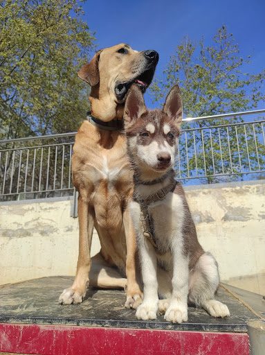 Àrea per a gossos - Jardins del Baix Guinardó Barcelona