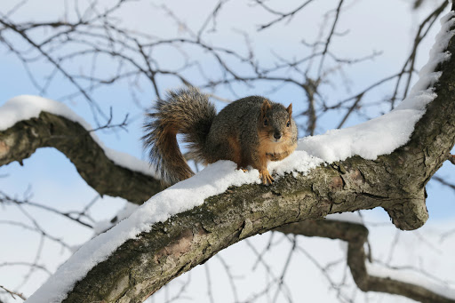 Park «Lilacia Park», reviews and photos, 150 S Park Ave, Lombard, IL 60148, USA