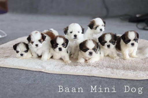 Baan Mini Dog Pet Shop - ชิสุแท้ ปอมแท้ ชิสุผสมปอม