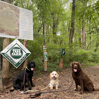 Baltimore Dog LLC - Photo 8 - Car repair in , Baltimore