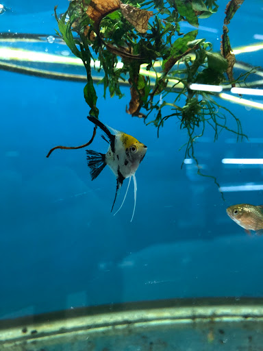 Aquarium «Skoolz of Fish», reviews and photos, 1503 Chamberlayne Ave, Richmond, VA 23222, USA