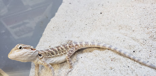 Pet Supply Store «Petco Animal Supplies», reviews and photos, 1680 Campbell Ln, Bowling Green, KY 42104, USA