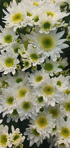 Wiosenna 5, 67-210 Serby