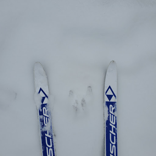 Ski Shop «Viking Ski & Patio Shop», reviews and photos, 131 W Northwest Hwy, Barrington, IL 60010, USA