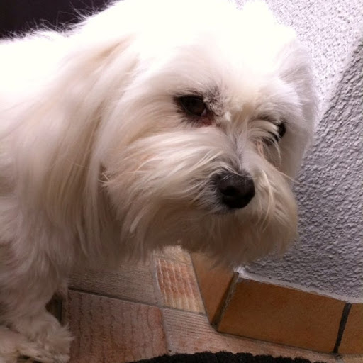 Tierarztpraxis Dr. Katja Scholl unter Kupferzell, Baden Württemberg