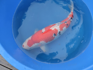 Photo n°13 de Koi addict à Rimling ()