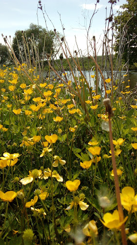 Opinii despre Műfüves futballpálya în Jászalsószentgyörgy - Sportpálya