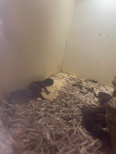 Pet Store «Eden Pets Supplies & Aquarium», reviews and photos, 3771 Bladensburg Rd, Brentwood, MD 20722, USA