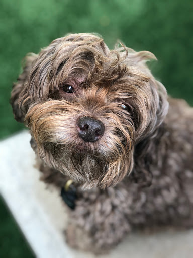 Pet Groomer «The Pet Set - Buckhead», reviews and photos, 2480 Briarcliff Rd NE #3, Atlanta, GA 30329, USA