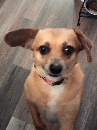 Pet Supply Store «Pet Supplies Plus», reviews and photos, 254 S Illinois Ave, Oak Ridge, TN 37830, USA