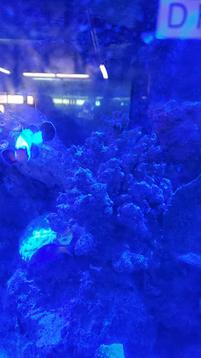 Tropical Fish Store «South Seas Aquatics Inc.», reviews and photos, 5440 Babcock Rd A133, San Antonio, TX 78240, USA