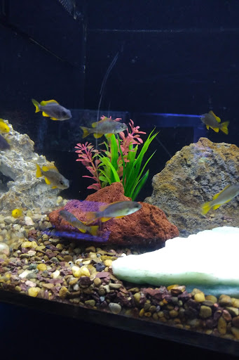 Pet Store «Aquarium», reviews and photos, 6410 Papermill Pl Way, Knoxville, TN 37919, USA