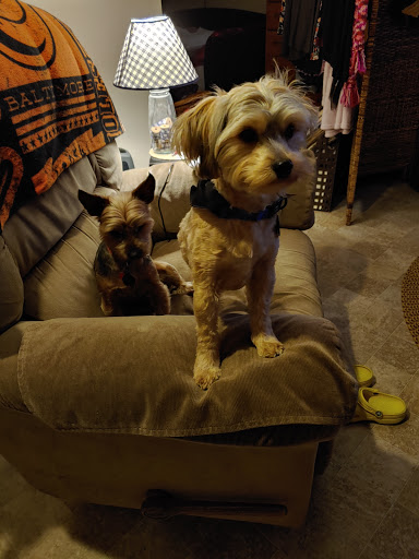 Pet Supply Store «PetSmart», reviews and photos, 17740 Garland Groh Blvd, Hagerstown, MD 21740, USA